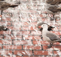 Pigeon/Guano Cleanup Cardiff, Wales, Newport, Bristol